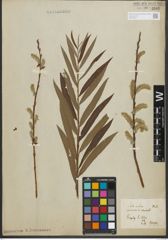 Foto von Salix purpurea L. x Salix viminalis L.